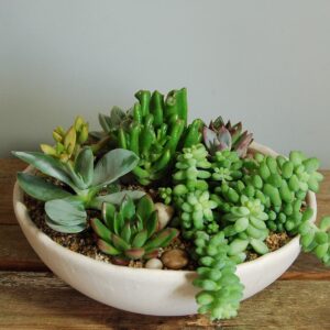 High Desert Succulent Garden - HSG-33019001