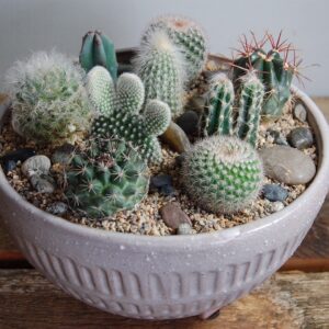 Oregon Cactus Garden - OCG_033019002